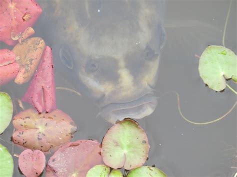 人面金魚|「人面魚(じんめんぎょ)」の意味や使い方 わかりやすく解説。